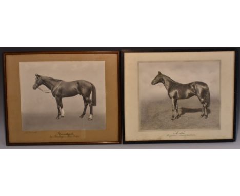 Photography -  Horses - William Rouch (early 20th century), a b/w equine photographic portrait, Planchado by Plantago - Miss 