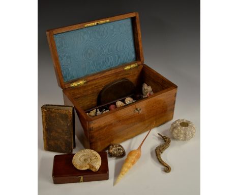 A 19th century French walnut naturalist's specimen box, hinged with a brass cartouche inscribed Coquilles [...] Fossiles de G