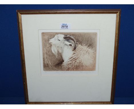 An Ann Shingleton 1984 etching, of a sheep, goat and chimaera.