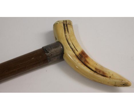 SILVER MOUNTED WALKING STICK &amp; BOAR TUSK HANDLE - EXETER CATHEDRAL the walking stick with a boar tusk handle and wooden s