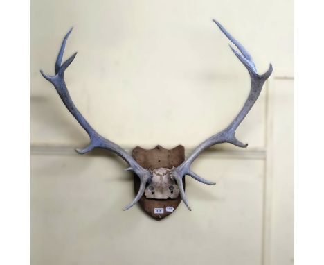 A pair of mounted antlersThese have been spray painted light blue 