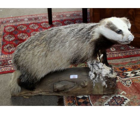 Taxidermy study of a badger mounted on a tree trunk stand (a/f), 67cm long  