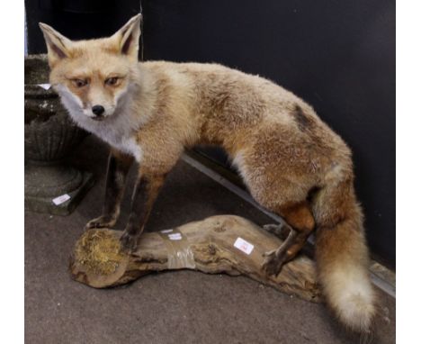 Taxidermy study of a standing fox on a tree trunk stand, 60cm long  