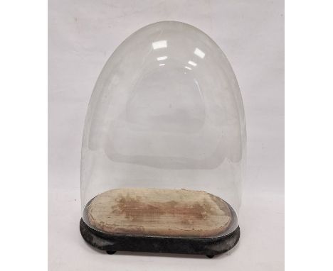 19th century glass display/clock dome with ebonised wooden base 47cmCondition ReportThe length at the base is approx 38cm X 2