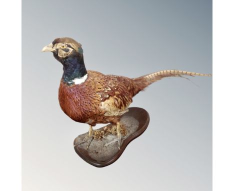 A taxidermy figure of a pheasant on plinth.