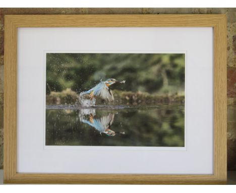An unsigned lovely photographic print of a Kingfisher and its reflection, frame size 44cm x 34cm, printed on archival paper o