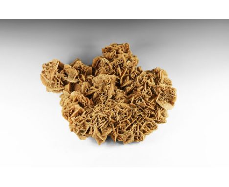 An exceptionally large 'Desert Rose' (baryte) specimen with very fine structure showing a series of compound rosettes of crys
