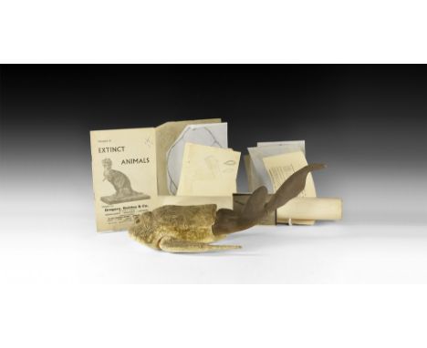 Circa 1930.A surface-treated plaster master model of Bothriolepis with lateral fins; a monochrome photograph on glossy card s
