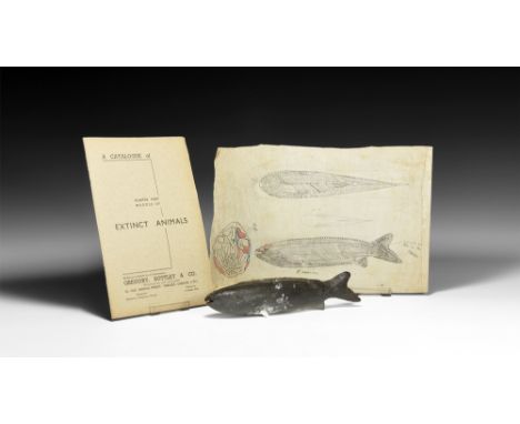 Circa 1930.A plaster model Pharyngolepis fossil fish with painted surface in black and blue, with added unpainted plaster bra