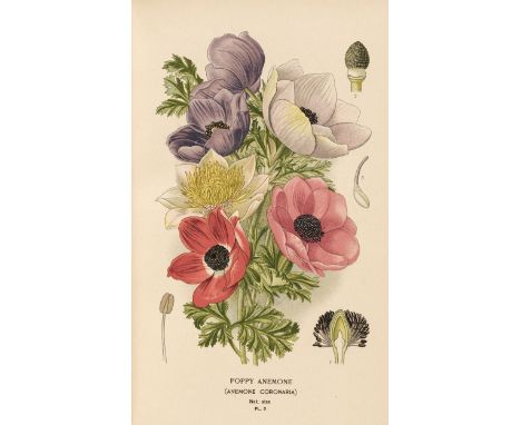 Step (Edward). Favourite Flowers of Garden and Greenhouse, 4 volumes, London: Frederick Warne &amp; Co., 1896-97, half-title 