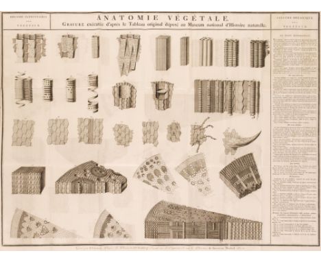 Brisseau-Mirabel (Charles-Francois) Traite d'Anatomie de Physiologie Vegetales, suive de la nomenclature methodique ou raison