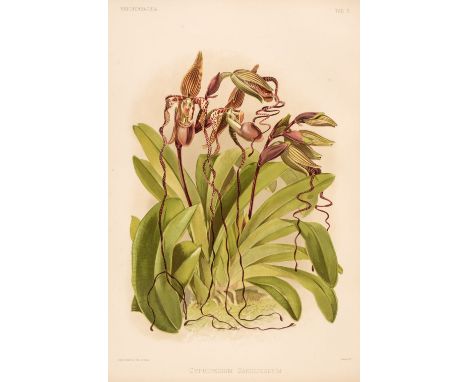 Sander (Frederick). Reichenbachia. Orchids Illustrated and Described, 4 volumes, First and Second Series, St. Albans: F. Sand