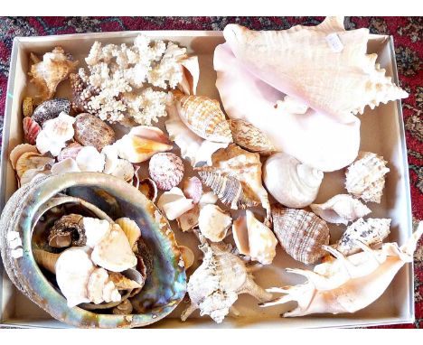 Large collection of tropical shells