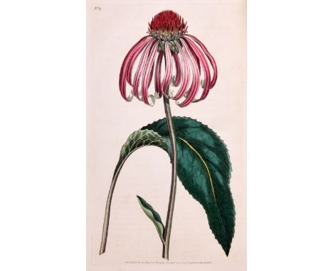 Botany.- Ray (John) Synopsis methodica stirpium Britannicarum, third edition, 24 engraved plates, 2 folding, occasional light