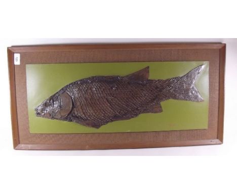 A vintage educational fossil cast of Holostean fish from Lower Jurassic - 25 x 64cm 
