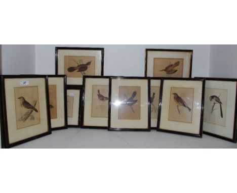 Eleven 19th century natural history lithograph/book plates