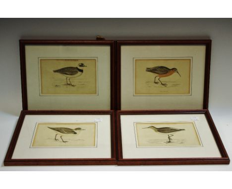 Ornithology - 19th century lithograph engravings of curlew, etc