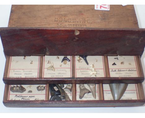 Collection of museum quality fossil teeth including Megladon