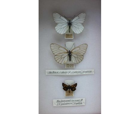 DAVID L. KENINGALE THE BLACK VEINED WHITE (A.crataegi) English specimens, MALE East Kent, June 1921, L.W.Newman, FEMALE, ab o