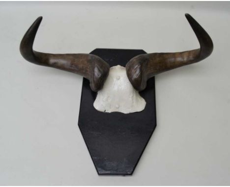 A PAIR OF BUFFALO HORNS, mounted on ebonised panel, 47cm x 60cm 