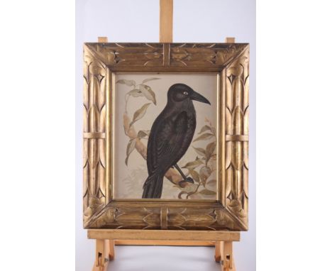 A 19th century lithograph, "Australian white eyed crow", in carved giltwood frame 