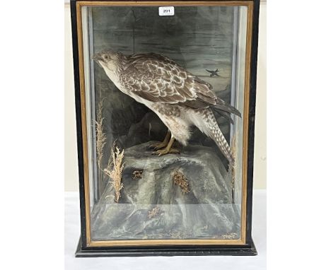 Vintage Taxidermy. A cased buzzard, the bird mounted on a rocky outcrop before a painted backdrop. 28"h X 19"w.