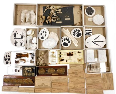 A collection of bird skulls, to include bullfinch, house sparrow, inset set in resin, plaster of Paris casting of squirrel pr