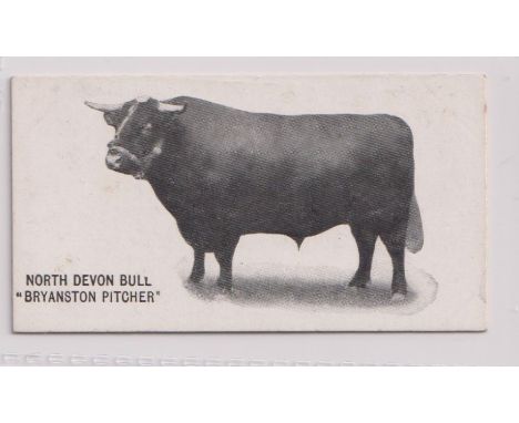 Cigarette card, Taddy, Famous Horses &amp; Cattle, type card, no 2, North Devon Bull 'Bryanston Pitcher (gd/vg) (1)