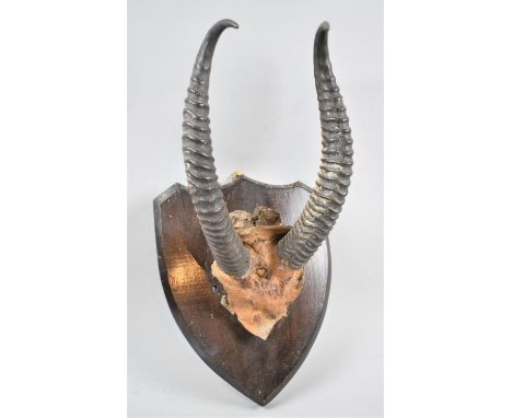 A Vintage Sporting Antler Trophy on Shield Mount 