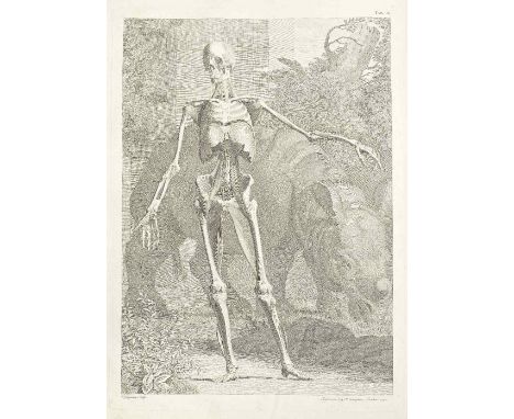 ANATOMYALBINUS (BERNARD SIEGFRIED) Tables of the Skeleton and Muscles of the Human Body; A Compleat System of the Blood-Vesse