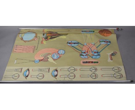 A Vintage Wall Hanging Teacher Training Aid, The Human Body Series, The Eye and How it Works, 163cm wide by Wilhelm Hagemann,