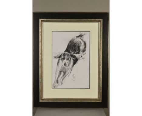 APRIL SHEPHERD (BRITISH CONTEMPORARY) 'PLAYING GAMES' a sketch of a hound, initialled lower middle, charcoal on paper, mounte