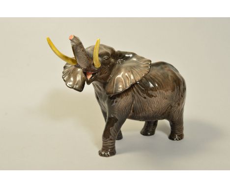 A BESWICK ELEPHANT, trunk stretching, large, No998, gloss, height 25cm x approximate length 37cm