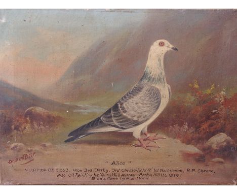 Andrew Beer (1862 -1954)Portrait of a racing pigeon 'Alice'Oil on canvasSigned lower left, together with recent racing form n