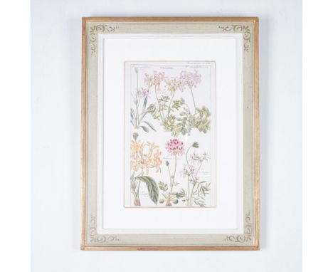 A finely detailed antique botanical print featuring various species of Pelargonium, meticulously hand-colored and framed unde