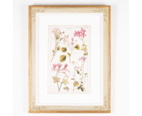 A finely detailed hand-colored engraving bookplate from Flora Universalis, created by German botanist and artist David Dietri