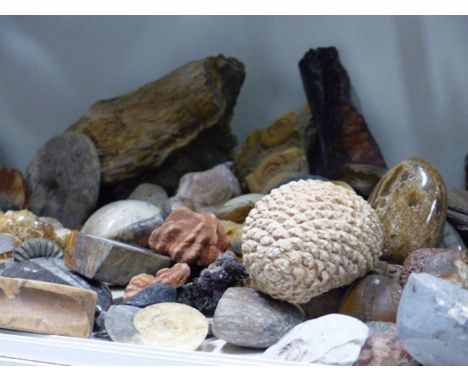 A GOOD MIXED COLLECTION OF FOSSIL SPECIMENS TO INCLUDE VARIOUS POLISHED EXAMPLES, SECTIONS OF PETRIFIED WOOD SEA INVERTEBRATE