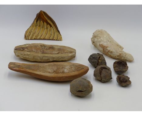 TWO GOOD FOSSIL FISH SPECIMENS WITH WELL DETAILED SCALES AND GILLS TOGETHER WITH FOUR TRILOBITE FOSSILS A MAMMOTH TOOTH AND A