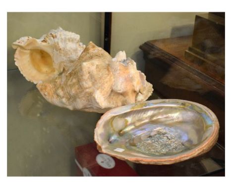 Three large sea shells   Condition: 