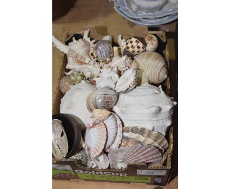 A large collection of various sea shells Including conch, cockle, Argopecten, etc. (qty) 