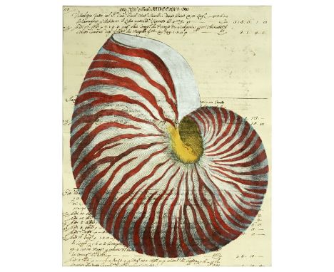 Hand Colored Engraving On 18th C Manuscript "Nautilus". Visible date of 1716 on manuscript. Measures 18-1/4" x 14-3/4", mat m