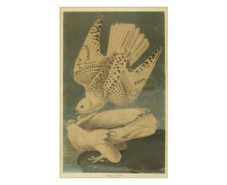 Falcons Engraved Framed Print J. J. Audubon. signed Iceland or Jer Falcon, Female Birds, Falco Ilandicus. Drawn from Nature J