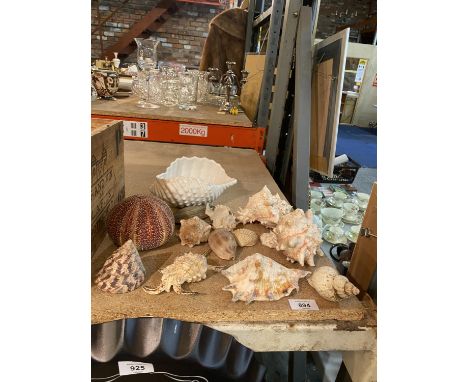 A SELECTION OF VARIOUS SEA SHELLS TO INCLUDE A CERAMIC EXAMPLE 