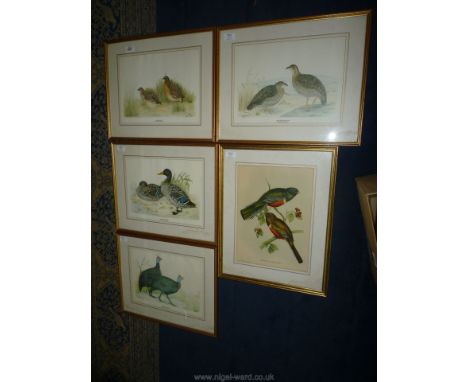 A set of four Patricia Henley Prints depicting various birds to include; crowned Guinea fowl, yellow billed Ducks, grey wing 