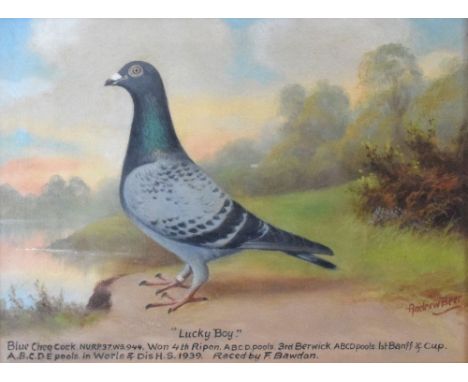 Andrew Beer (1862-1954) - Oil on canvas - 'Lucky Boy' - Blue Cheq Cock. N.U.R.P. 37. WS.944. 1 4th Ripon. A.B.C. pools. 3rd B