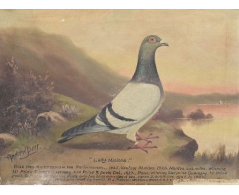 Andrew Beer (1862-1954) - Oil on canvas - 'Lady Marjorie' - Pigeon portrait with results listed and details of where the bird