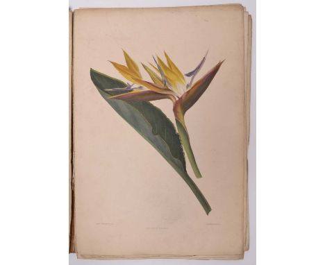 ROBLEY, Augusta J, A Selection of Madeira Flowers, Drawn and Coloured From Nature. Folio 1845. 8 hand-coloured plates. Lacks 