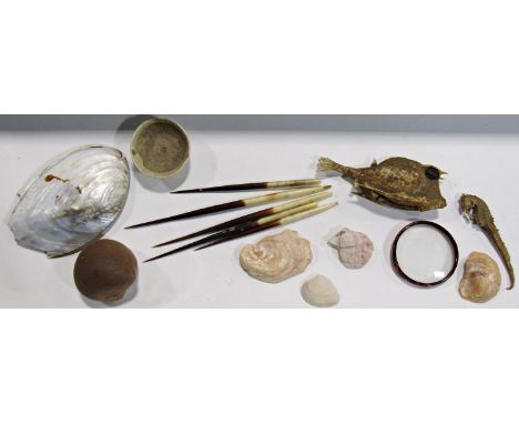 A miscellaneous collection of sea specimens including seahorse, puffer fish sea shells and a collection of seeds in test tube