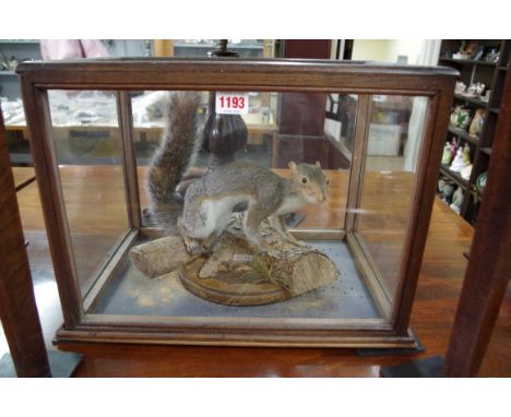 Taxidermy:&nbsp;a Grey Squirrel, in a glazed case, 32.5cm high x 44.5cm wide x 31.5cm deep. 