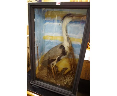 Taxidermy:&nbsp;a Grey Heron, in a glass fronted case, 89.5 x 54cm. 